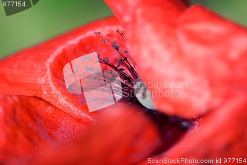 Image of Poppy