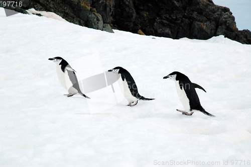 Image of Three chinstrap penguins