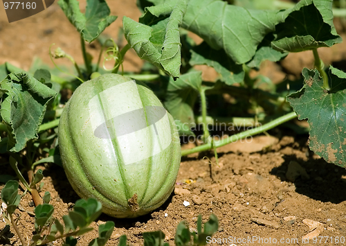 Image of Melon