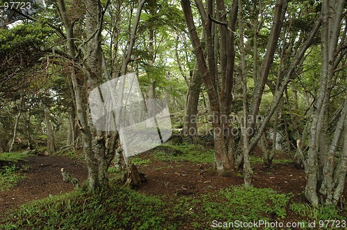 Image of Tierra del Fuego National Park