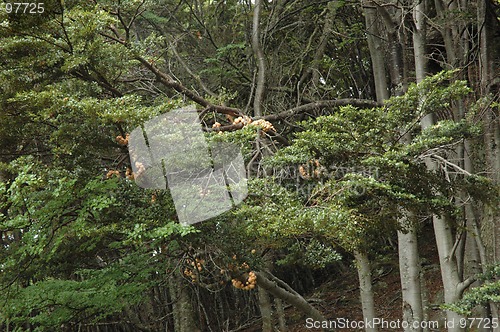 Image of Tierra del Fuego National Park