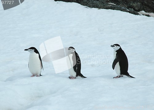 Image of Three chinstrap penguins