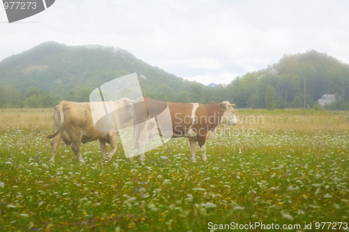 Image of Cows