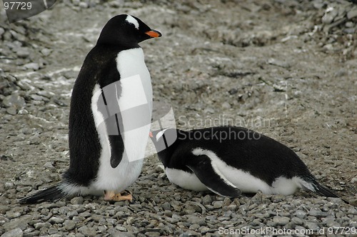 Image of Two gentoo penguins