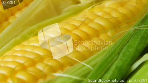 Image of Corn cob