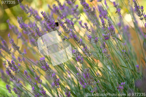 Image of Lavender flowers