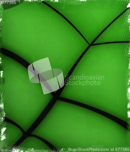 Image of Leaf