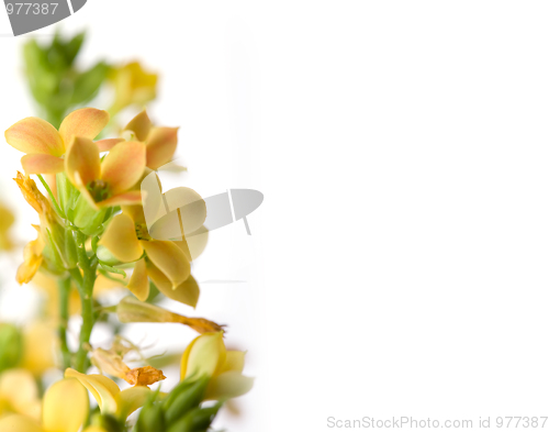 Image of Flower