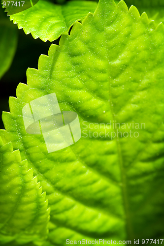 Image of Green leaves