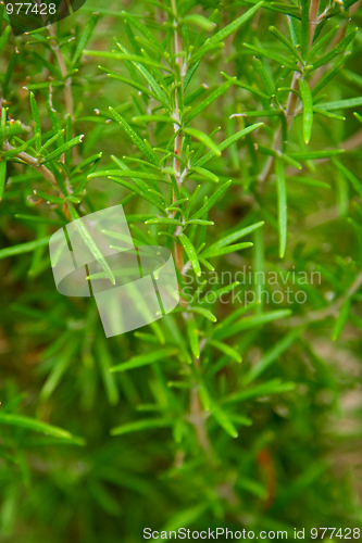 Image of Rosemary plants