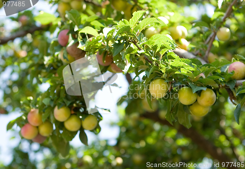 Image of Plum tree