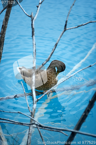 Image of Duck