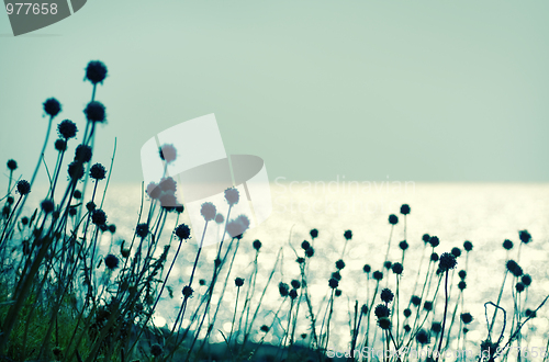 Image of Dry flowers
