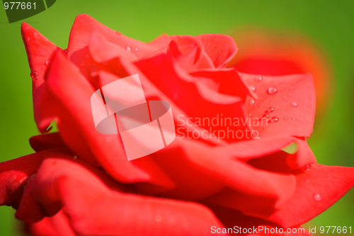 Image of Red rose