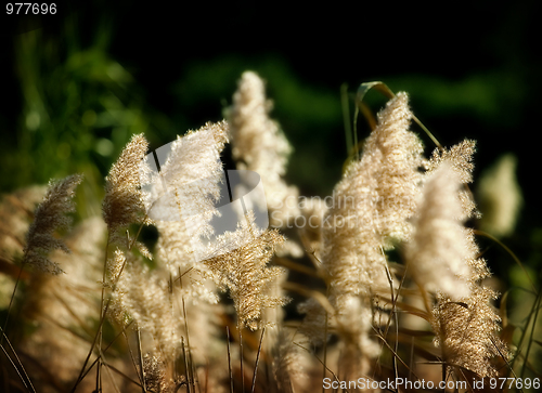 Image of Plants