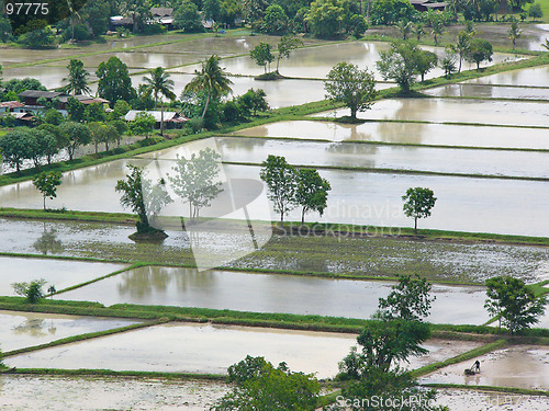 Image of Flooded paddies