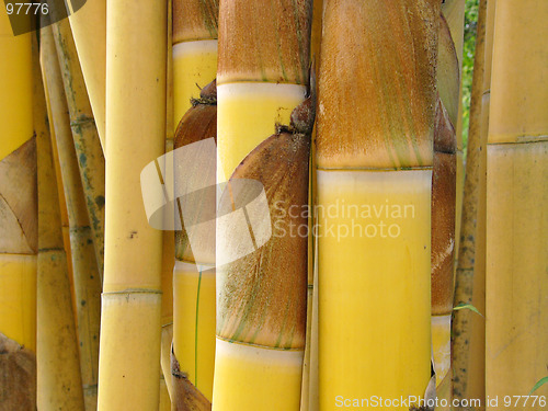 Image of Golden bamboo