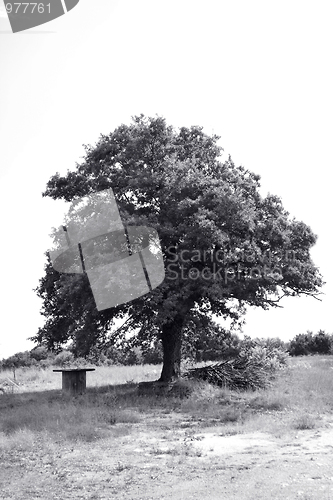 Image of Oak tree