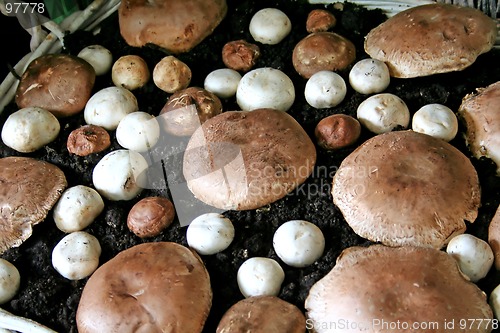 Image of Mushrooms