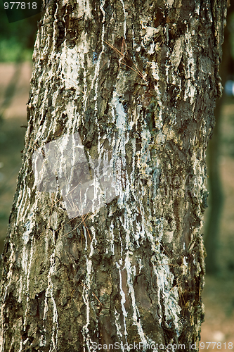 Image of Pine tree