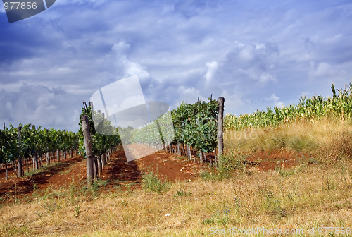 Image of Vineyard