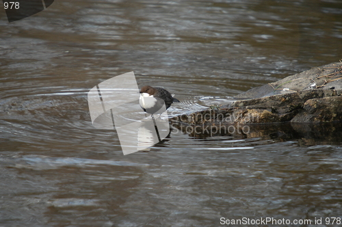 Image of White-throated Dipper_ Norway's national bird 24march2005