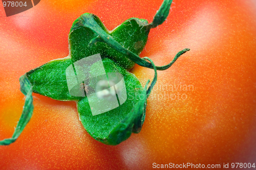 Image of Tomato background