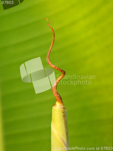 Image of New banana leaf