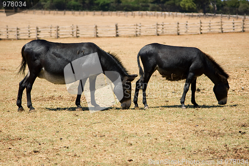 Image of Donkeys
