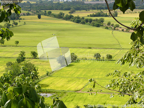 Image of Rice paddies