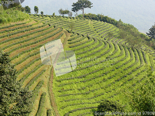 Image of Thai tea plantation