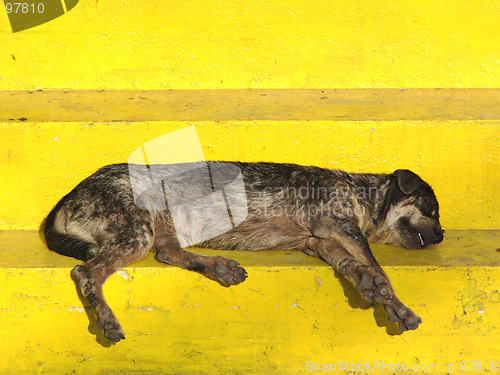 Image of Yellow dog