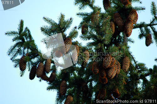 Image of Fir tree 1