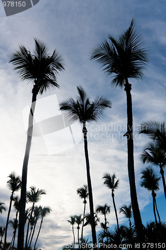Image of Palm Trees Silhouette