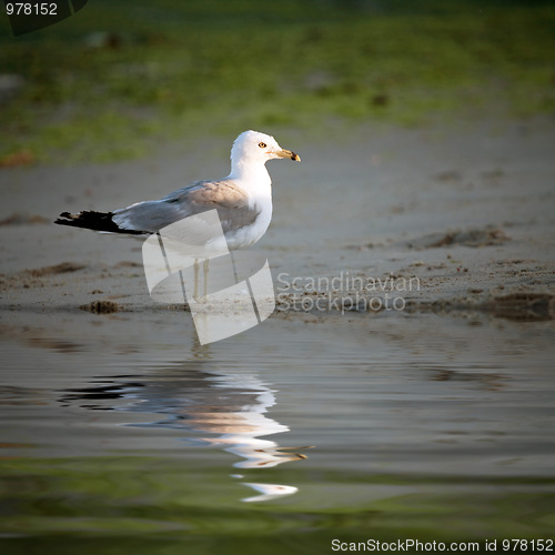 Image of Seagull