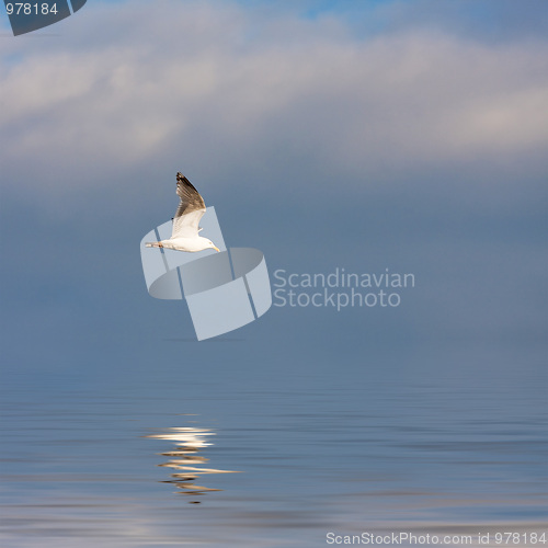 Image of Seagull Flying