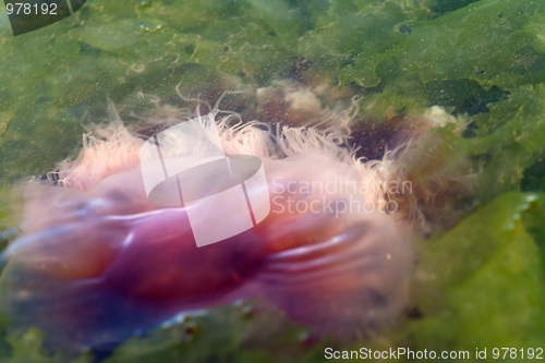 Image of Jellyfish Tentacles