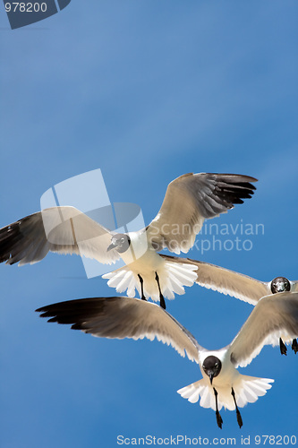 Image of Seagulls Soaring