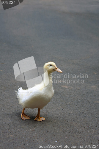 Image of Cute Adolescent Duckling