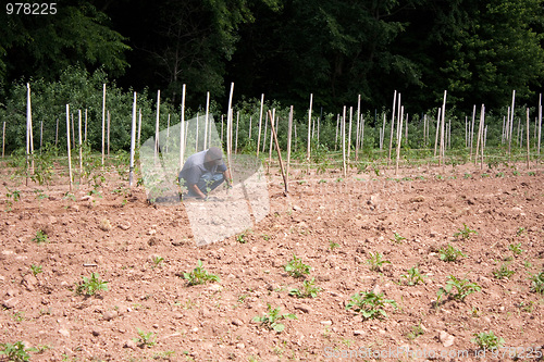 Image of Man Farming Crops