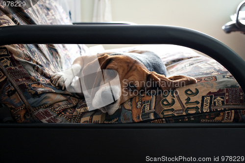 Image of Lazy Beagle Dog Resting