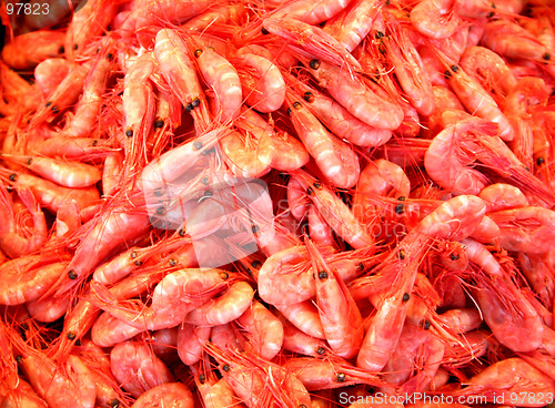 Image of Shrimps