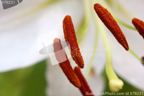 Image of White Lily Macro