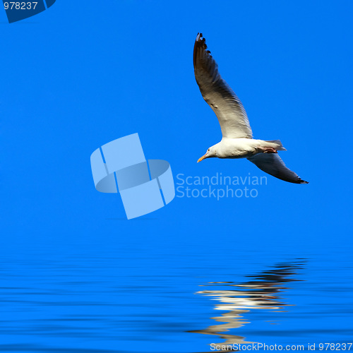 Image of Seagull Flying