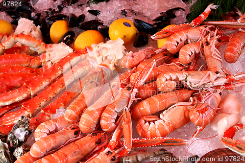 Image of Shrimps