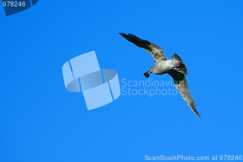 Image of Seagull Flying