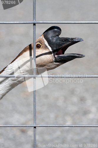 Image of Angry Goose