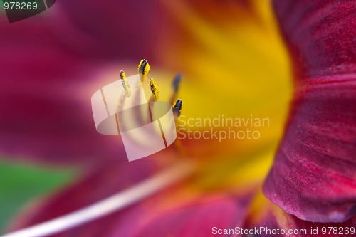 Image of Colorful Lily Macro