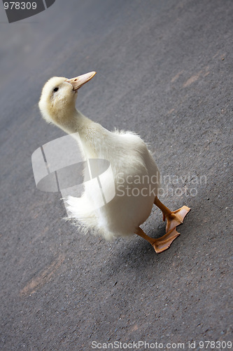 Image of Cute Adolescent Duckling