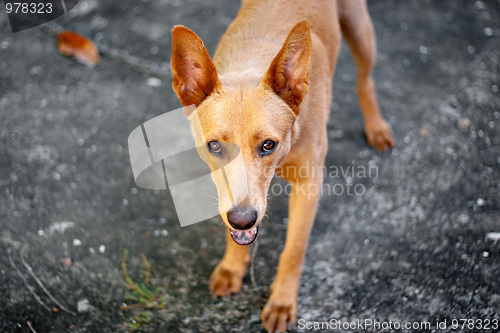 Image of Cute Mixed Breed Dog